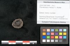 Foto (Objekt + Etikett) von Phymatocaryon mackayi F.V. Mueller (NHMW-GEO-2024-0188-10448)